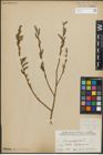 Foto von Salix purpurea L.